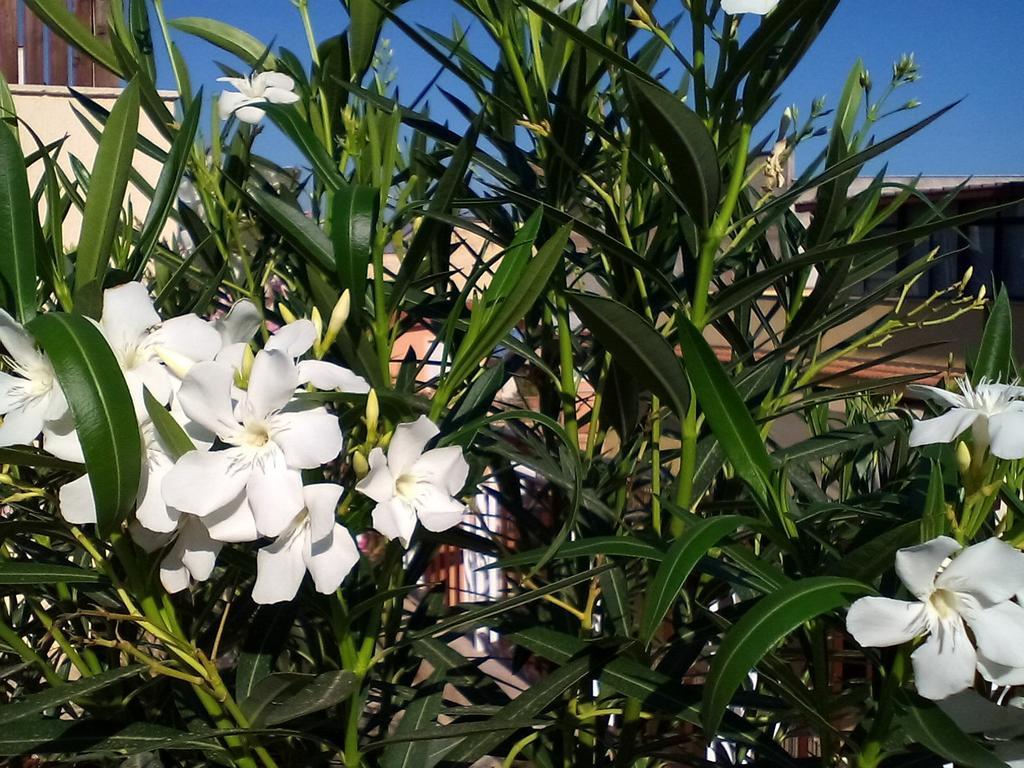 Il Terrazzo Di Oleandri Lejlighed Bagheria Værelse billede
